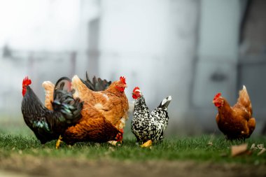 horoz ve tavuk köyde, horoz canlı bahçesinde tavuk horozlar alan çimen