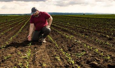 Soya tarlasında çiftçi. Büyüme, açık hava.