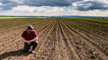 Soya tarlasında çiftçi. Büyüme, açık hava.