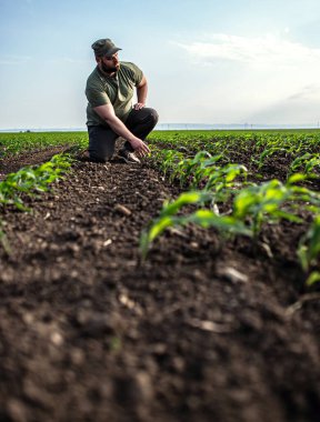 Mısır tarlasında çiftçi. Büyüme, açık hava.
