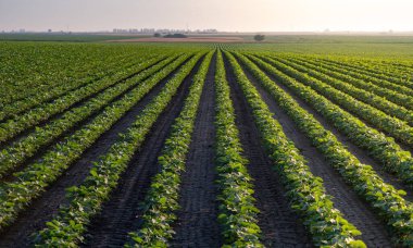 Bahar mevsiminde olgunlaşan soya fasulyesi tarlası, tarım arazisi..
