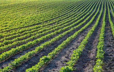 Bahar mevsiminde olgunlaşan soya fasulyesi tarlası, tarım arazisi..