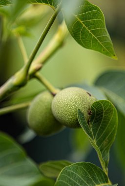 Bahçede olgunlaşmamış meyvelerle yeşil cevizli brunch. 