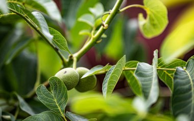 Bahçede olgunlaşmamış meyvelerle yeşil cevizli brunch. 
