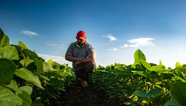 Soya tarlasında çiftçi. Agronomist yazın tarlada soya fasulyesi mahsulünü inceliyor.. 