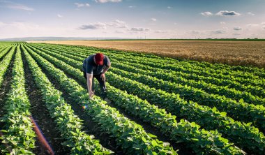 Soya tarlasında çiftçi. Agronomist yazın tarlada soya fasulyesi mahsulünü inceliyor.. 