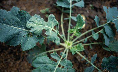 Kohlrabi brassica sebzesi, bahçe yatağında toprakta yetişiyor, genç bitki sadece ampul oluşturuyor. 