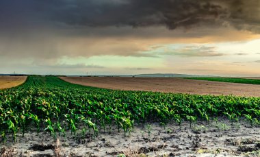  Yazın günbatımında yeşil ve yung mısır tarlaları ve olgunlaşmış buğday yakını