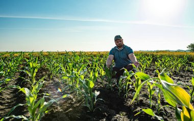 Mısır tarlası yakınlarındaki çiftçi ekinleri analiz ediyor