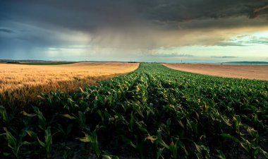  Yazın günbatımında yeşil ve yung mısır tarlaları ve olgunlaşmış buğday yakını