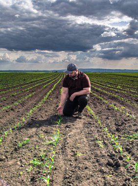 Soya tarlasında çiftçi. Agronomist yazın tarlada soya fasulyesi mahsulünü inceliyor.. 