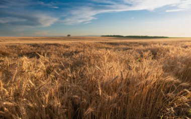 Arpa kulakları gün batımına karşı zemin manzarası