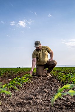 Soya tarlasında çiftçi. Agronomist yazın tarlada soya fasulyesi mahsulünü inceliyor.. 