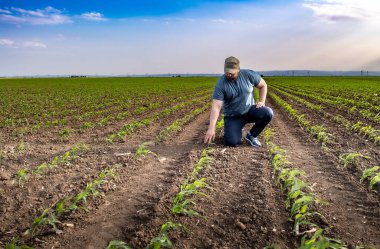 Soya tarlasında çiftçi. Agronomist yazın tarlada soya fasulyesi mahsulünü inceliyor.. 