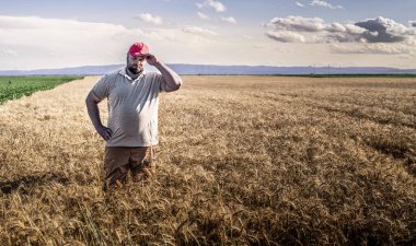 Çiftçi hasattan önce tarlada olgunlaşmış buğday mahsullerini kontrol ediyor.