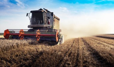 Buğday hasadını birleştir. Traktör hasatçıdan tahılı alıyor.