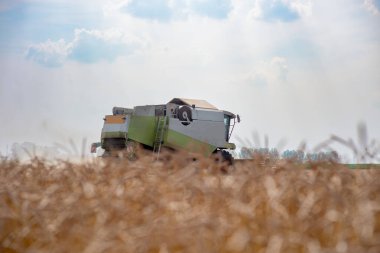 Buğday tarlasında çalışan bir biçerdöver.