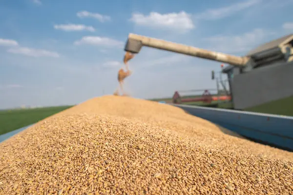 stock image Combine transferring wheat into a trailer after harvest