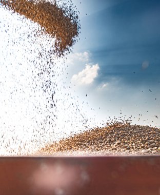 Büyük ve güçlü bir endüstriyel hasat makinası. Parlak yaz ve sonbahar günlerinde olgunlaşmış altın buğday gevreği tarlası hasat ediyor. Tarım sarı alan makineleri arka planı