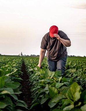 Soya tarlasında çiftçi. Agronomist yazın tarlada soya fasulyesi mahsulünü inceliyor.. 