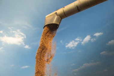 Combine transferring wheat into a trailer after harvest clipart