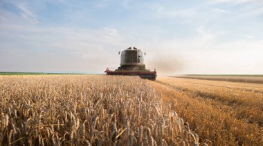  Harvester working in wheatfield at sunset. Harvest ripe wheat. Agriculture and farming