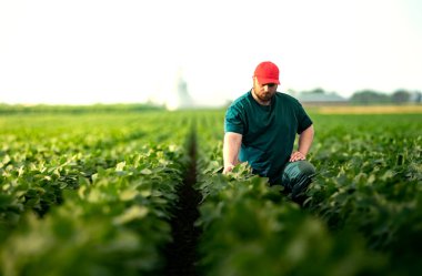 Soya tarlasında çiftçi. Agronomist yazın tarlada soya fasulyesi mahsulünü inceliyor.. 