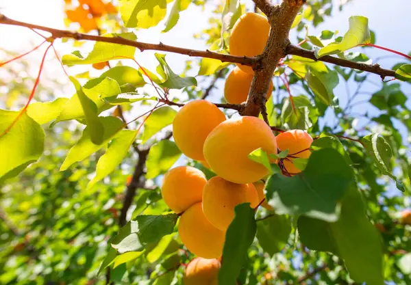 stock image A bunch of ripe apricots branch in sunlight