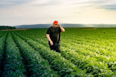 Soya tarlasında çiftçi. Agronomist yazın tarlada soya fasulyesi mahsulünü inceliyor.. 