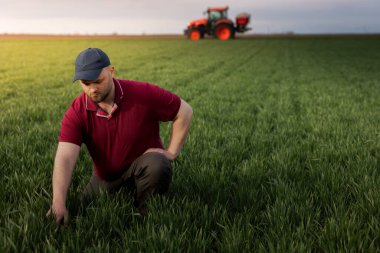 Buğday tarlalarında çiftçi. Büyüme, açık hava.