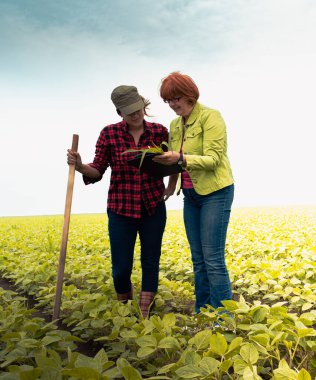Tarlada yeşil soya bitkisini inceleyen dişi çiftçi. Tarladaki yeşil soya bitkilerini inceleyen dişi çiftçi ya da tarımcı 