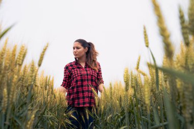 Buğday tarlasında çiftçi kadın. Yeşil buğday tarlasında duran genç, güzel çiftçi kız. 