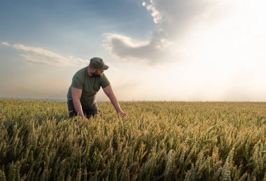 Buğday tarlalarında çiftçi. Büyüme, açık hava.