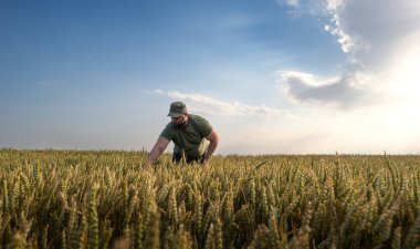Buğday tarlalarında çiftçi. Büyüme, açık hava.