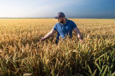 Buğday tarlalarında çiftçi. Büyüme, açık hava.