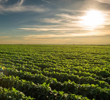 Çiftlik tarlasında büyüyen soya bitkilerinin üzerine gün batımı