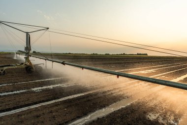 Güneşli bahar gününde tarımsal sulama sistemi mısır tarlasını suluyor..
