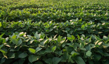 Çiftlik tarlasında büyüyen soya bitkilerinin üzerine gün batımı