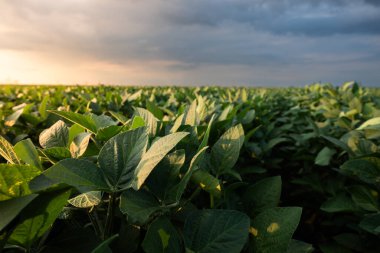Çiftlik tarlasında büyüyen soya bitkilerinin üzerine gün batımı