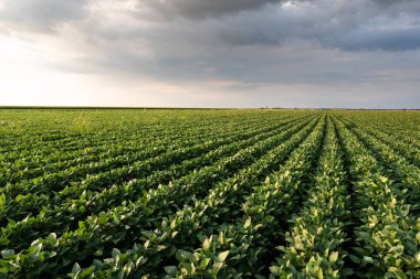 Çiftlik tarlasında büyüyen soya bitkilerinin üzerine gün batımı