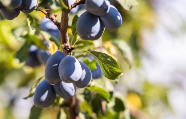  Dal üzerinde toplanmış olgun mor erikleri kapatın.