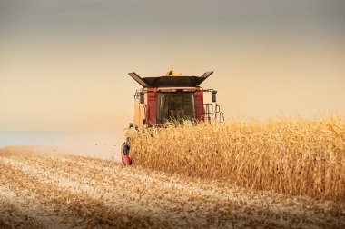 Harvest work. A modern combine harvester working a wheat field, during sunse clipart