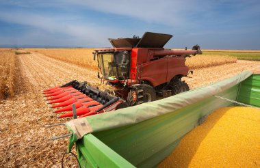 Traktör römorkuna mısır döken bir buğday.