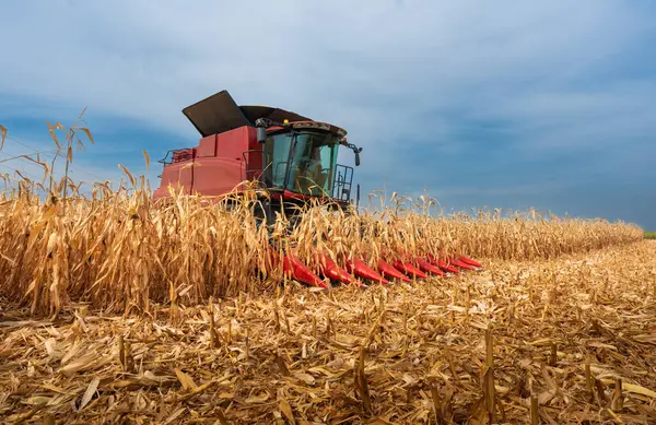 Hasat işi. Günbatımında buğday tarlasında çalışan modern bir biçerdöver.