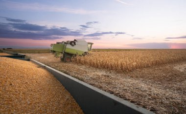 Sunny Day 'de Tarlada Mısır Toplama Operatörünü Birleştir.
