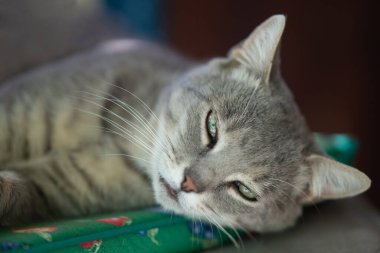 Gri arka planı ve açık havada yeşil gözleri olan kedi portresi