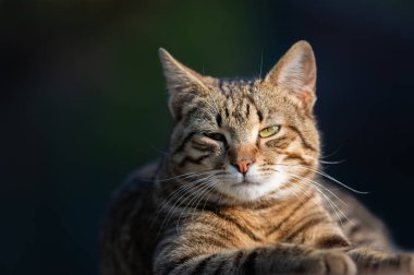 zevk bahar güneşin keyfini rahat ve mutlu kedi alır