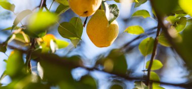 Güneşli armut bahçesinin bulanık arka planında doğal sarı armut dalları. 