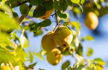 Güneşli armut bahçesinin bulanık arka planında doğal sarı armut dalları. 