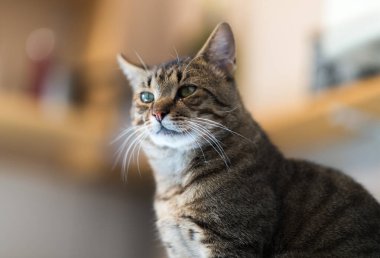 Şirin kedi portresi. Yakın çekim..